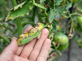 6 tomato plant diseases you can prevent