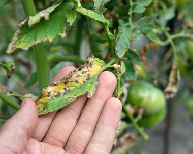 Septoria leaf spot on a tomato plant
