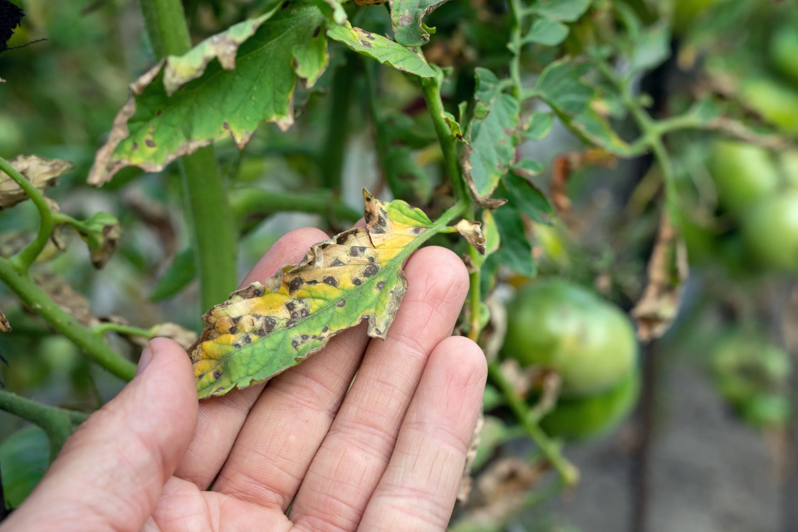 Septoria leaf spot on a tomato plant