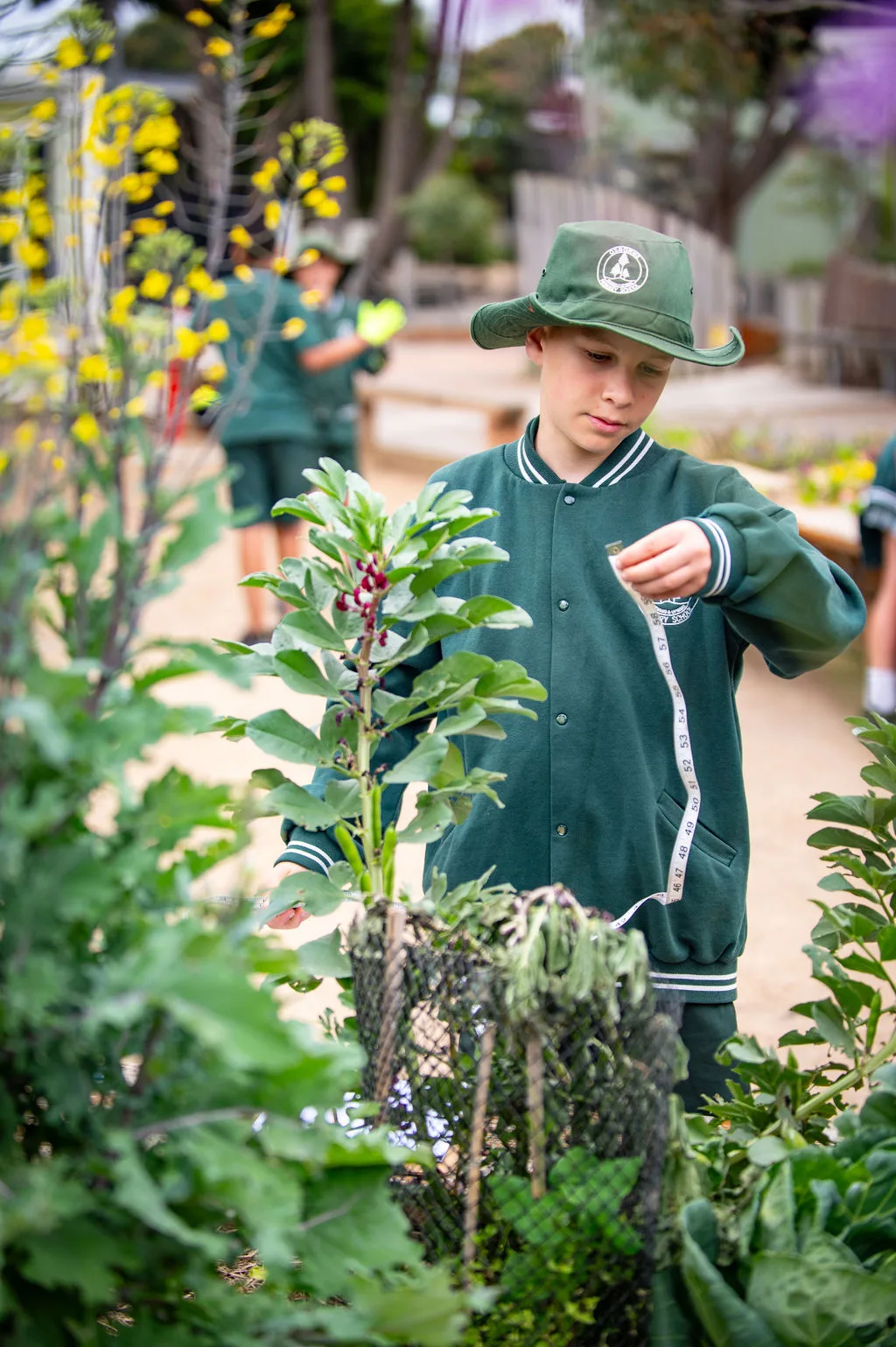 child measuring plants in school uniform as part of the Stephanie Alexander Kitchen Garden Program