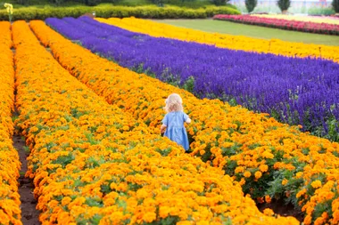 small child in blue surrounded by field of orange and purple flowers