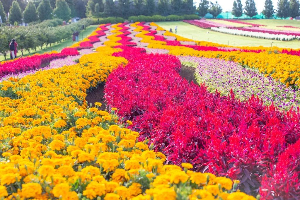 flower field with marigolds and snap dragons in waving row design
