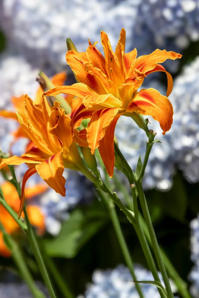 lilies in orange colour