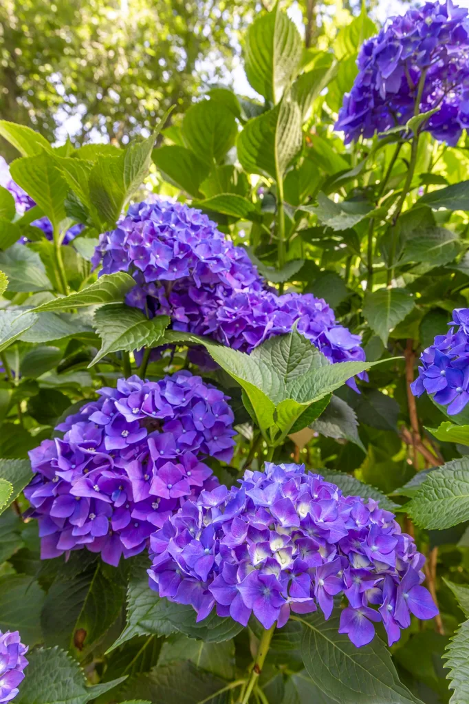bright purple hydrangeas are ideal for cool climate gardens
