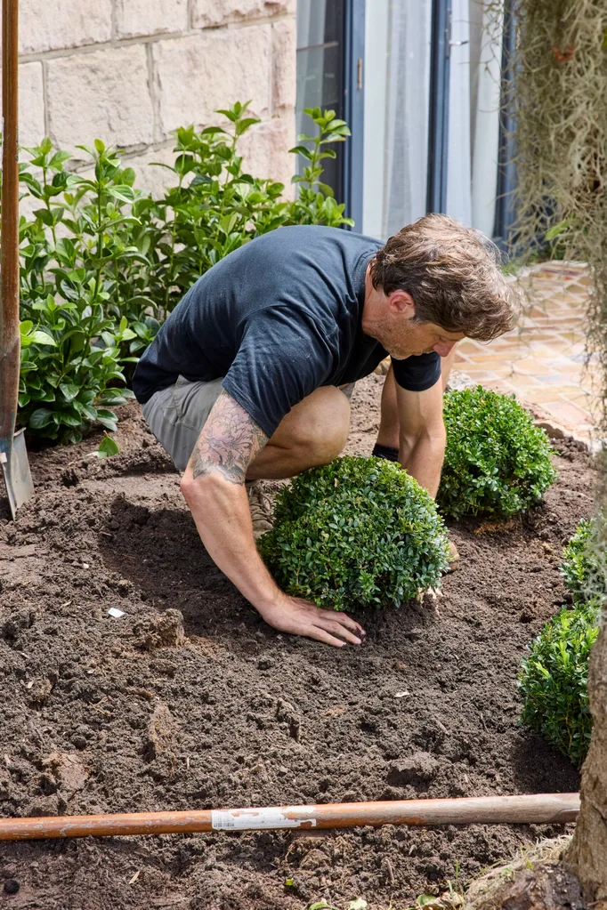 garden basics with charlie albone pushing soil under small hedge plant