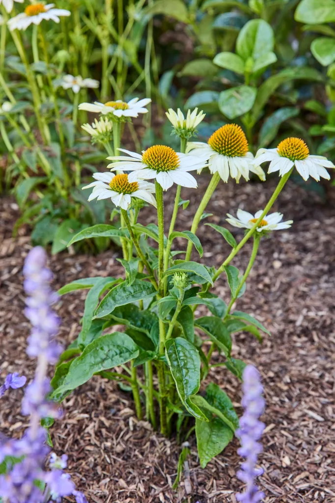 echinacea flowers blooming in basic garden