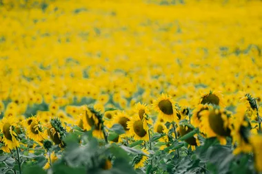 field of sunflowers pointing to the right