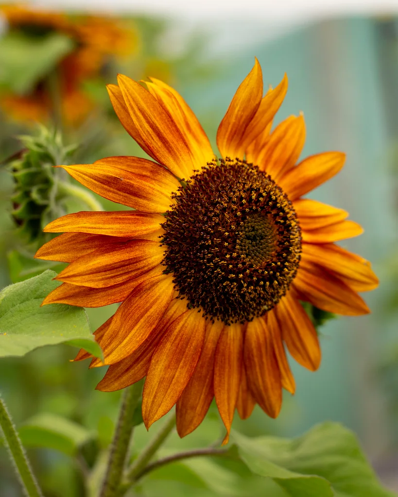 Evening sun sunflower at MIFGs close up with dark orange colouring
