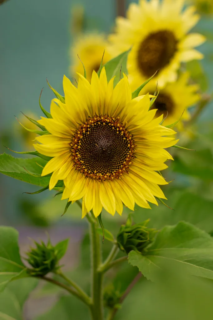 lemon queen sunflower head with bright yellow petals