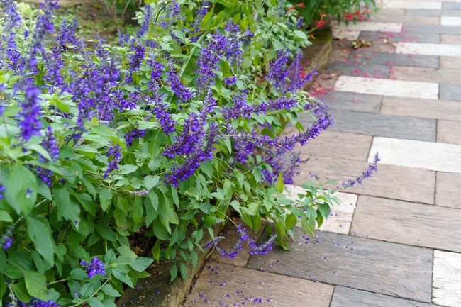 Flower beds in the garden with purple flowers (salvia) in full bloom