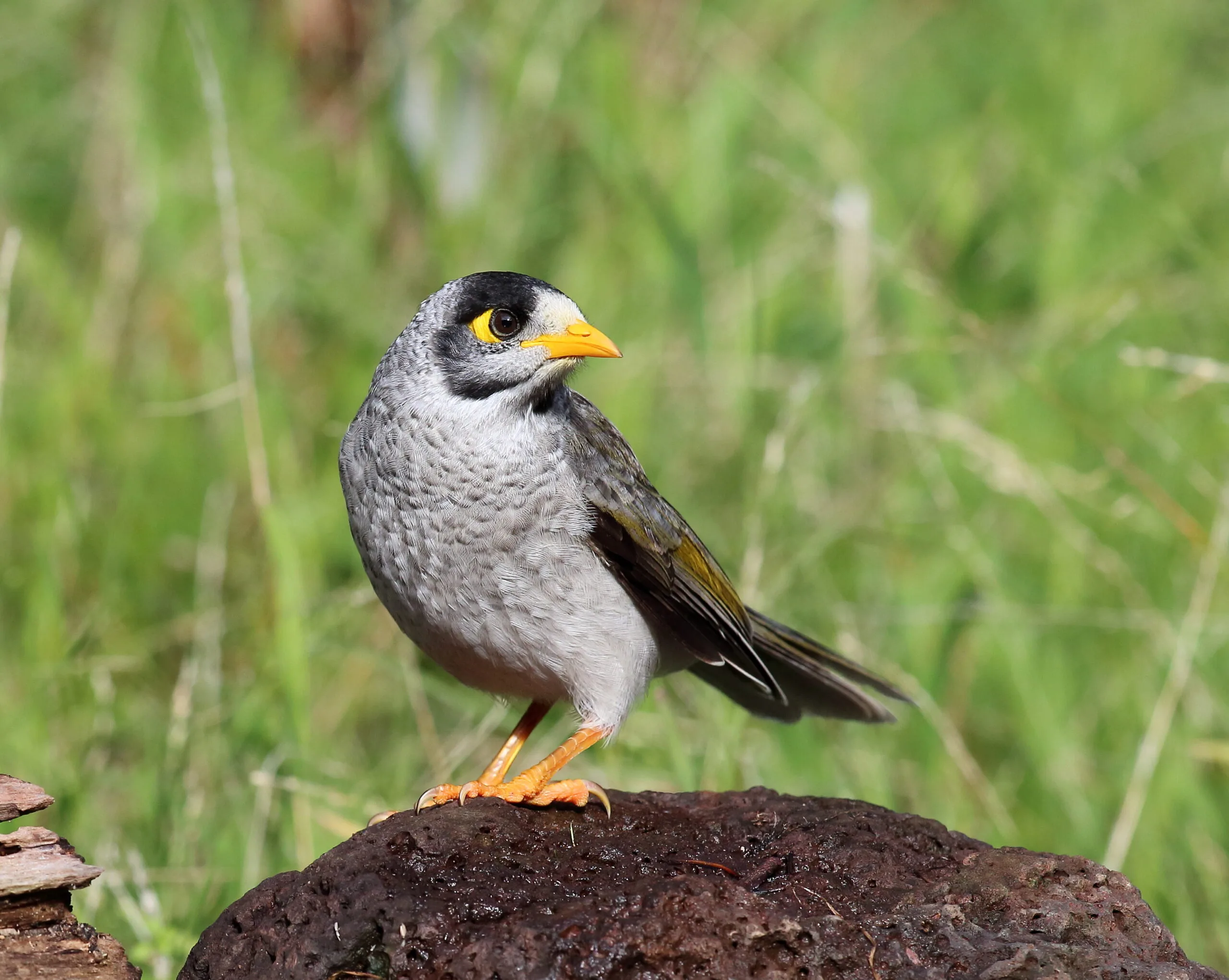 noisy miner sitting on dirt mound