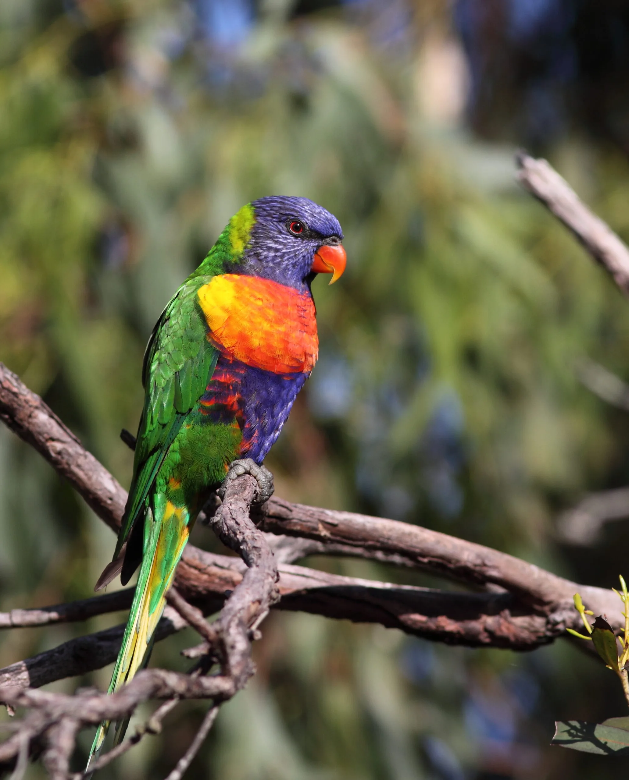 rainbow lorikeet sitting on tree branch looking to the right