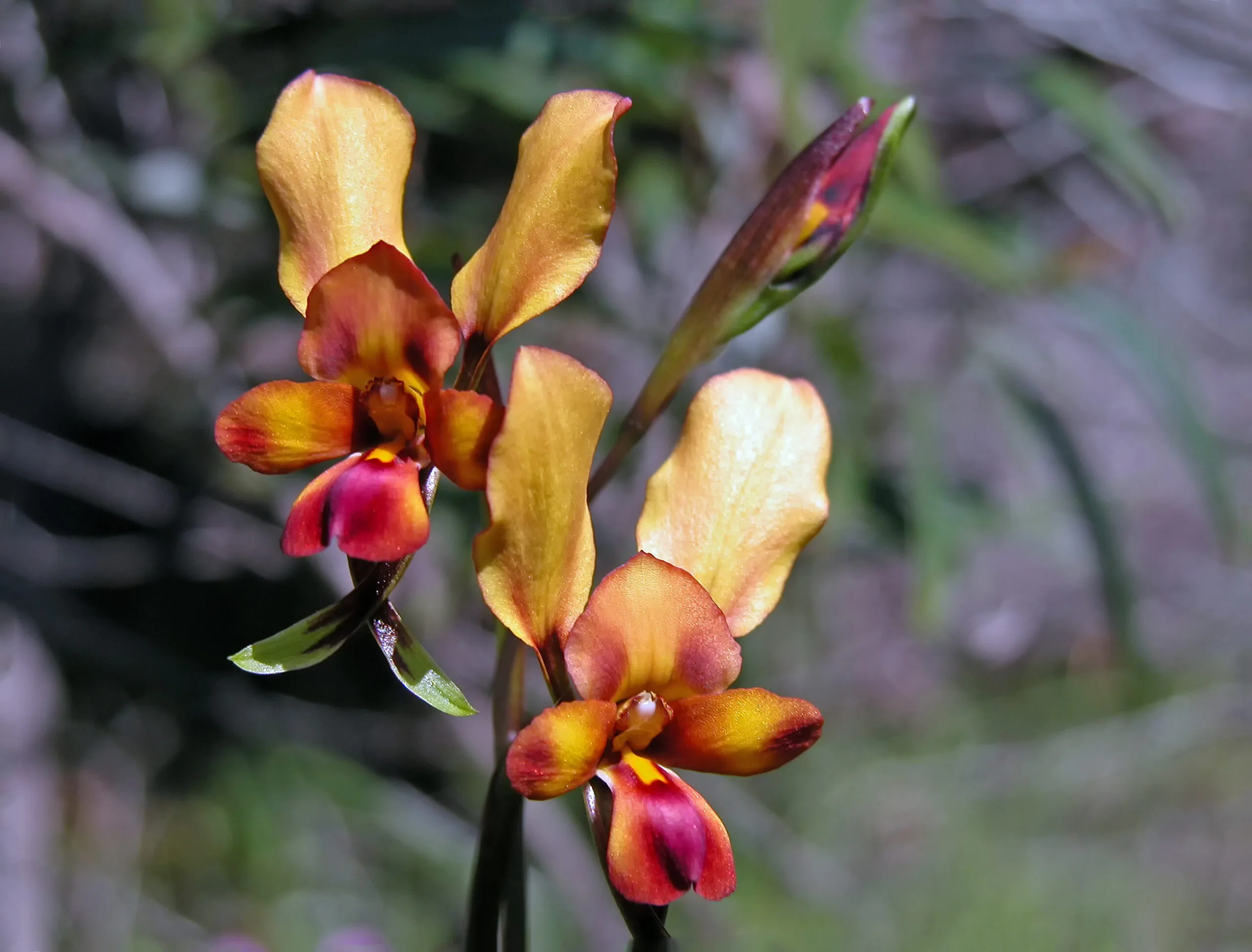 donkey orchid with bright orange and pink petals and donkey ear petals 