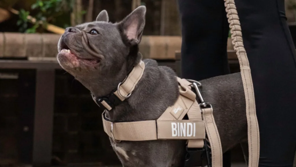 A brindle French Bulldog wearing a Dog Friendly Co. harness, sitting and looking.