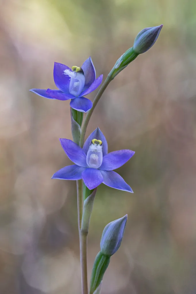 blue sun orchid tiny with bright periwinkle petals and yellow stamen
