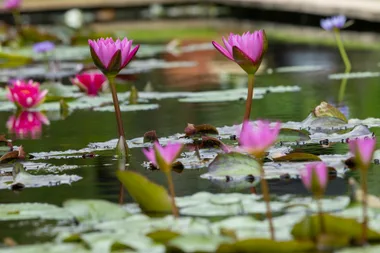 Add a bit of whimsy to your yard by building a water garden