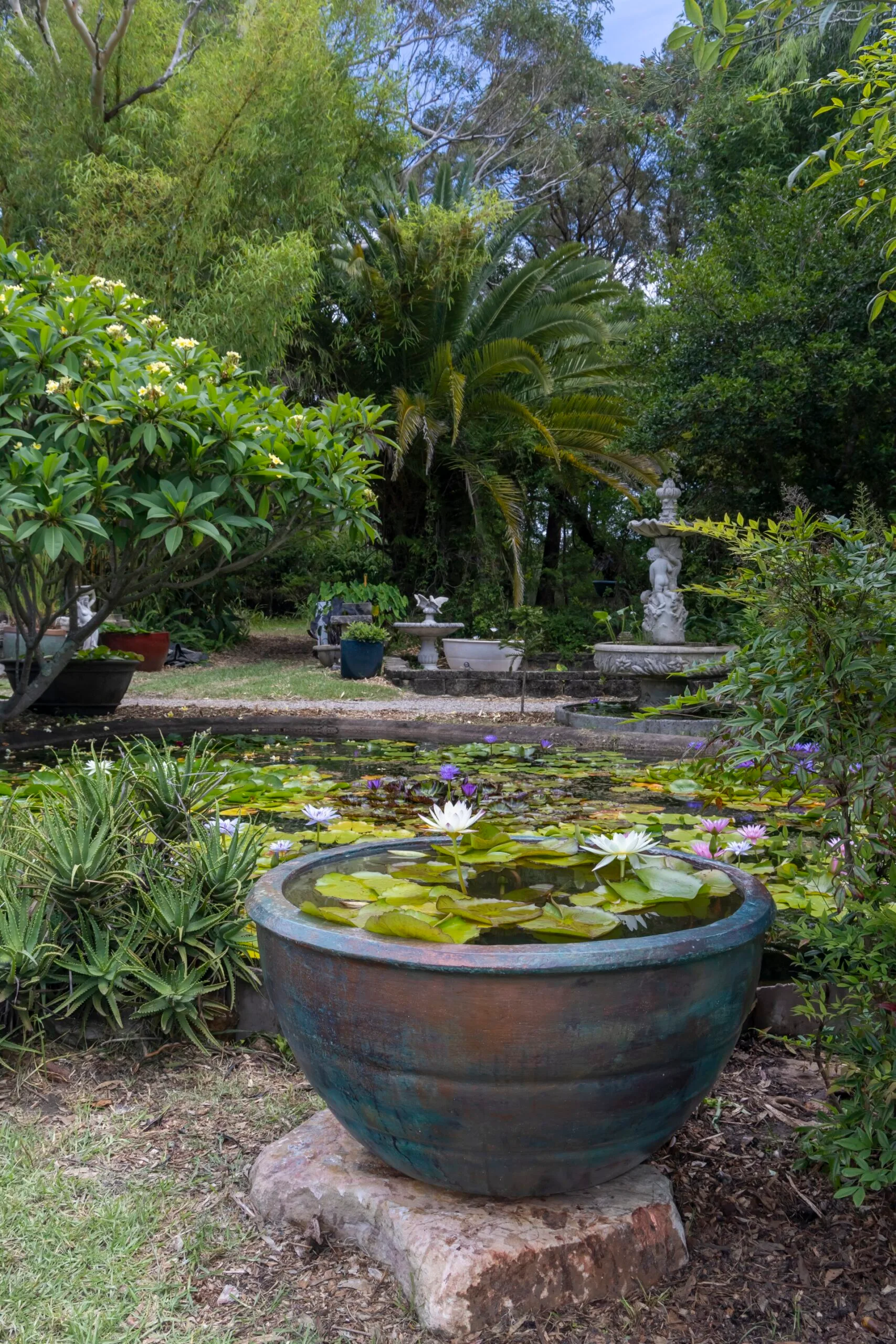 small water garden in large plant pot with larger pond behind it
