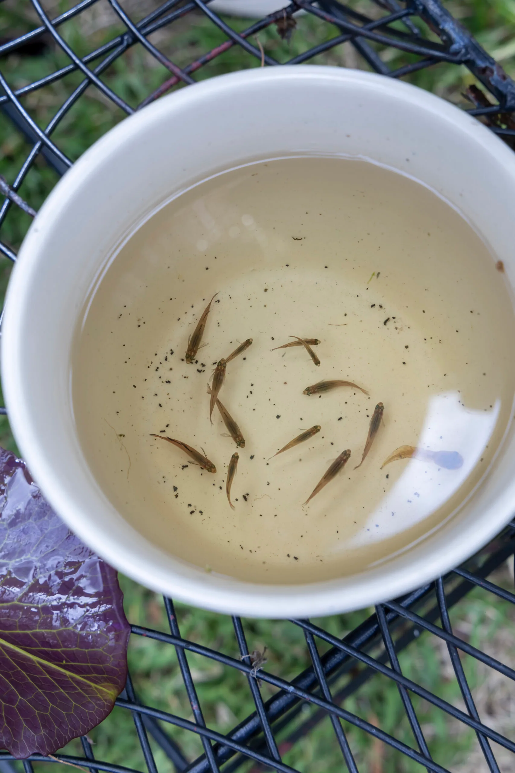 tiny fish in pond