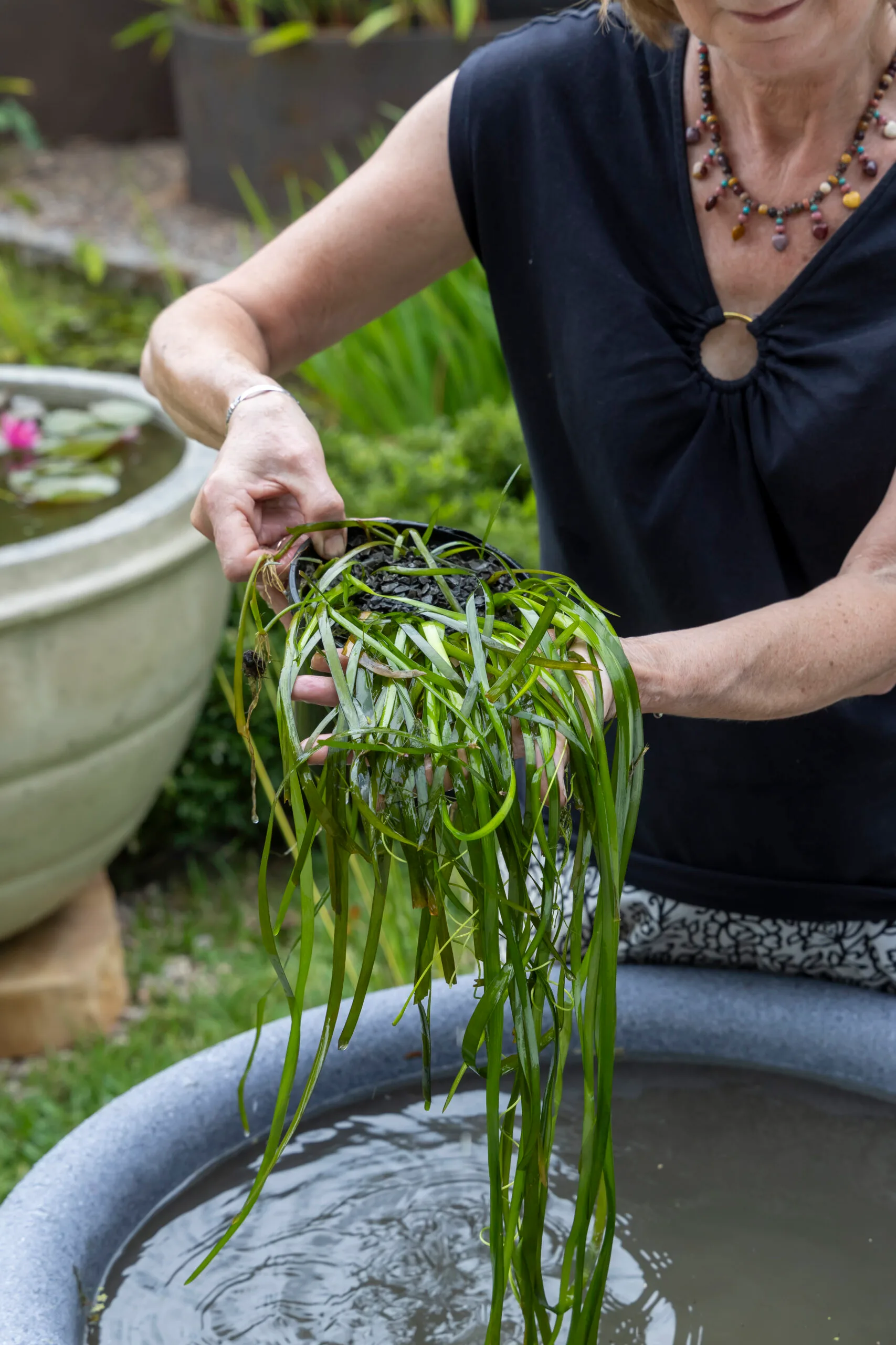 green water grass being placed into pond garden