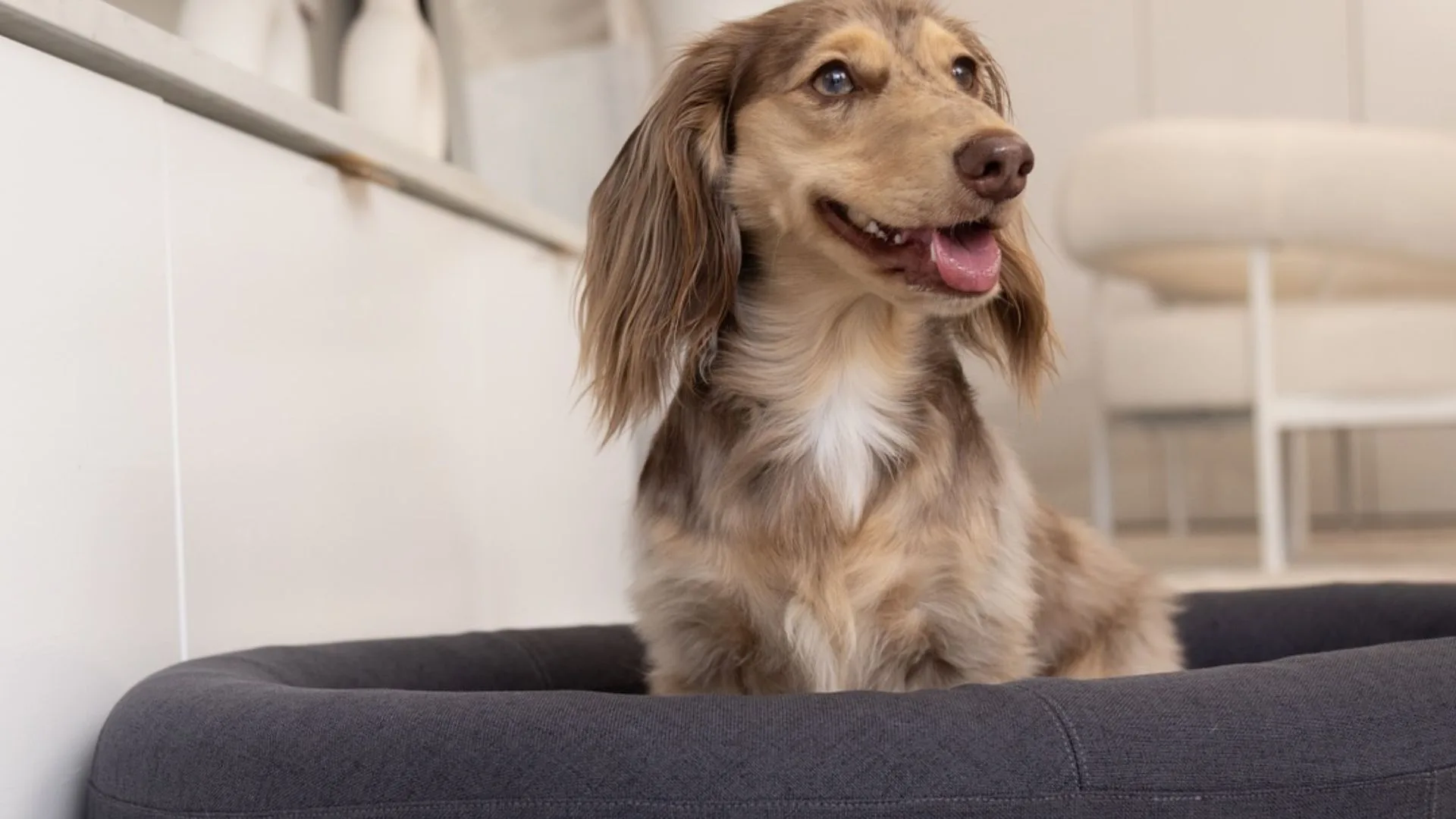 A brown and cream long-haired dachshund comfortably settled in a dark grey Dog Friendly Co Chill Pill Memory Foam Dog Bed.