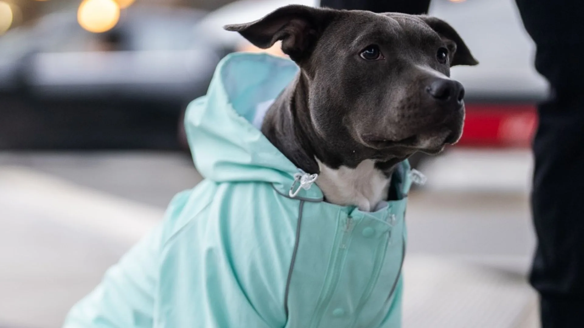 A happy dog with a white chest wearing a mint green Dog Friendly Co raincoat, looking out outdoors.