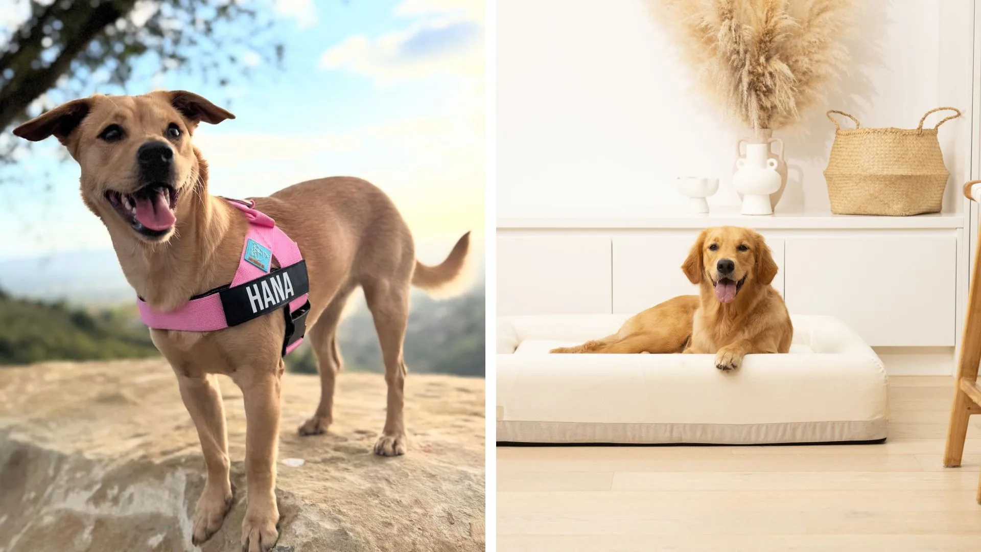 65% off in the Dog Friendly Co Sale: Harnesses, Beds and More- Better Homes & Gardens Australia