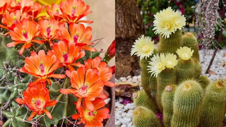 flowering cacti