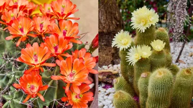 flowering cacti