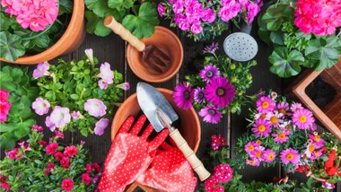 A vibrant overhead view of various flowering plants in pots on a wooden surface, surrounded by gardening tools like a trowel, fork, watering can and red polka dot gloves.