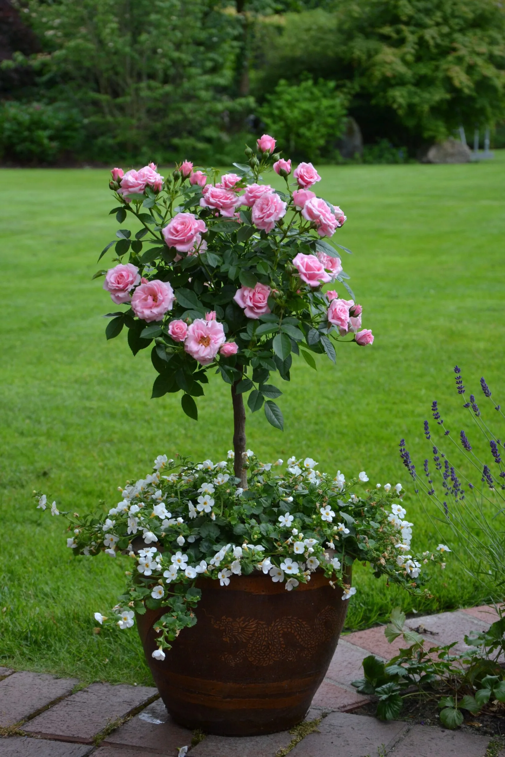 small rose bush pink in a small rounded topiary shape in a pot