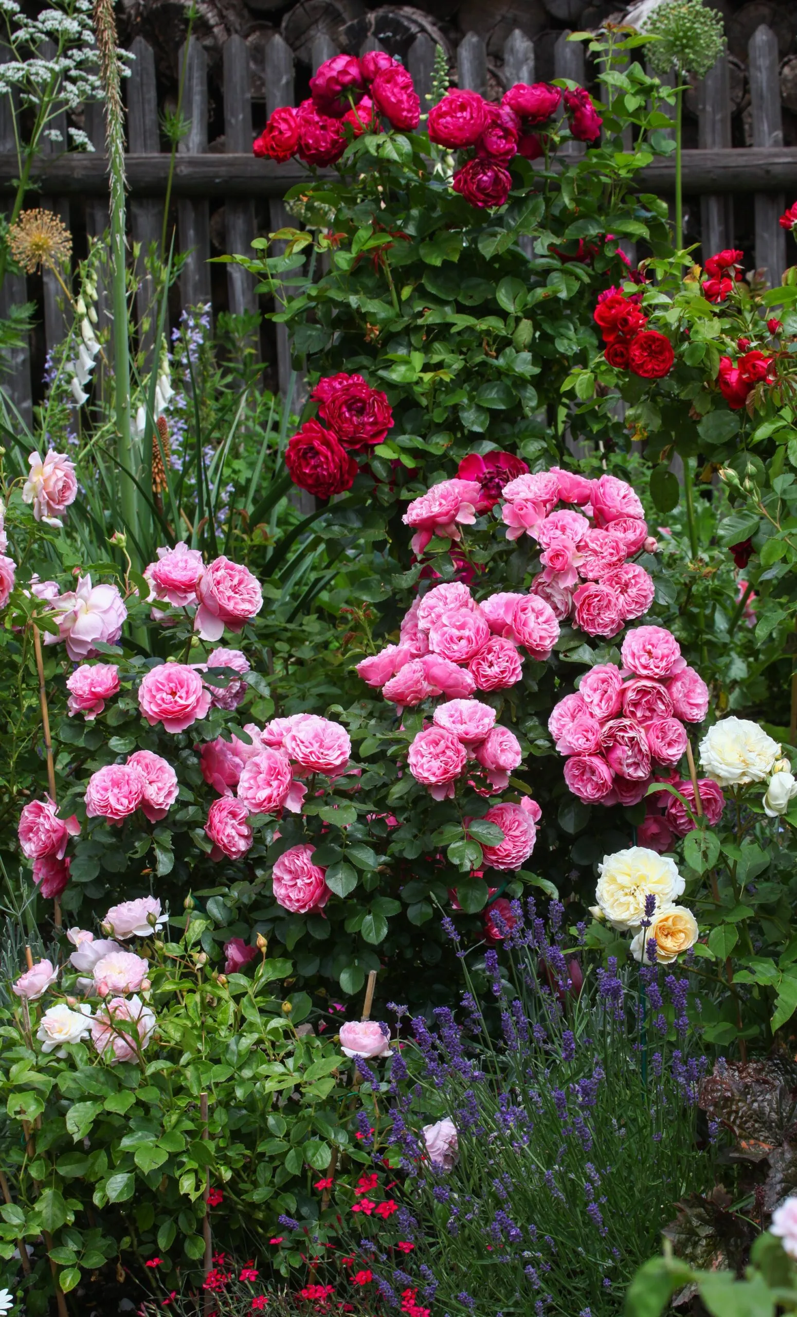 pink red and cream roses on rose bushes with lavender plants and surrounding plants the best time to plant roses is in winter