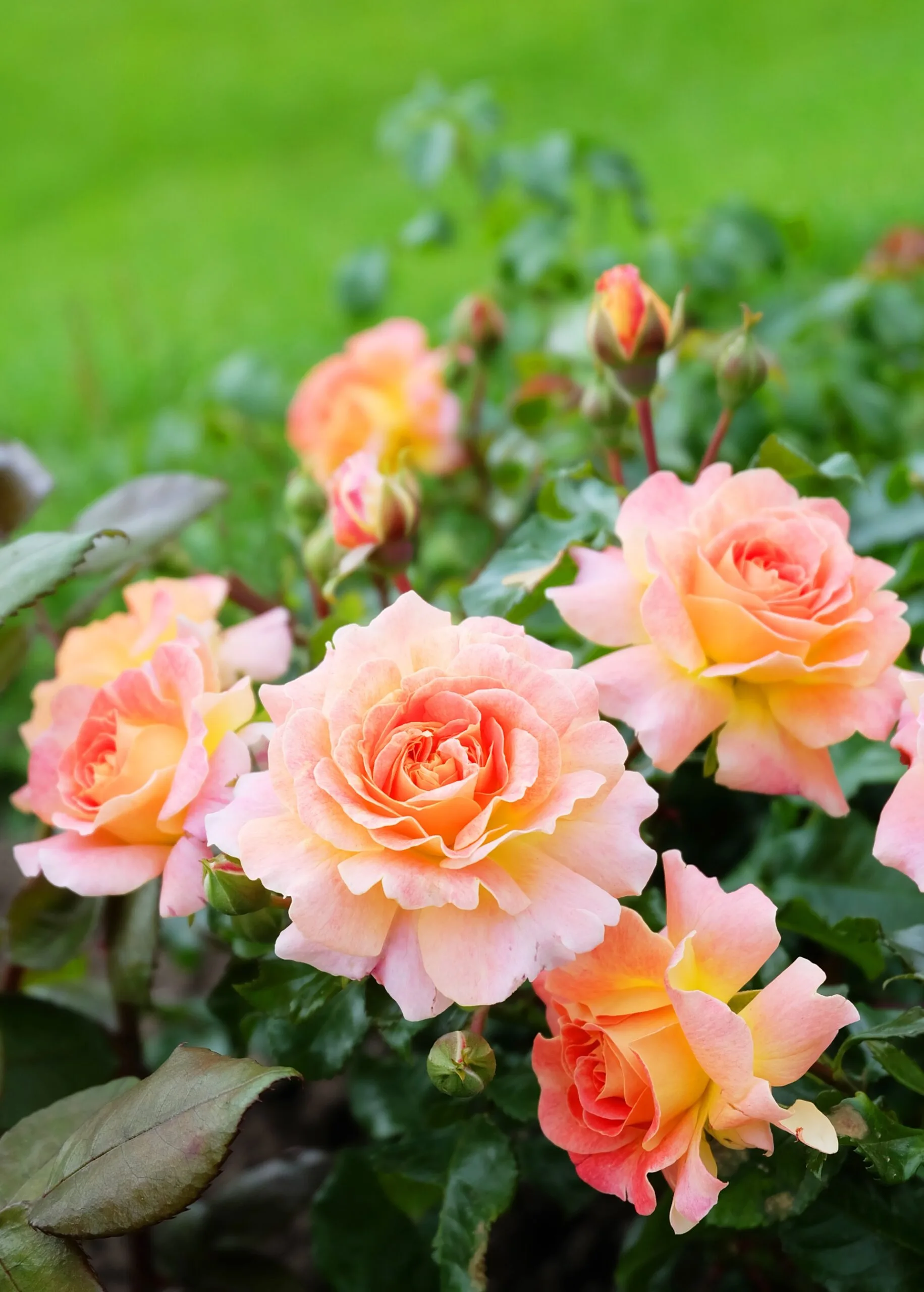 bright blooming roses in peach colour