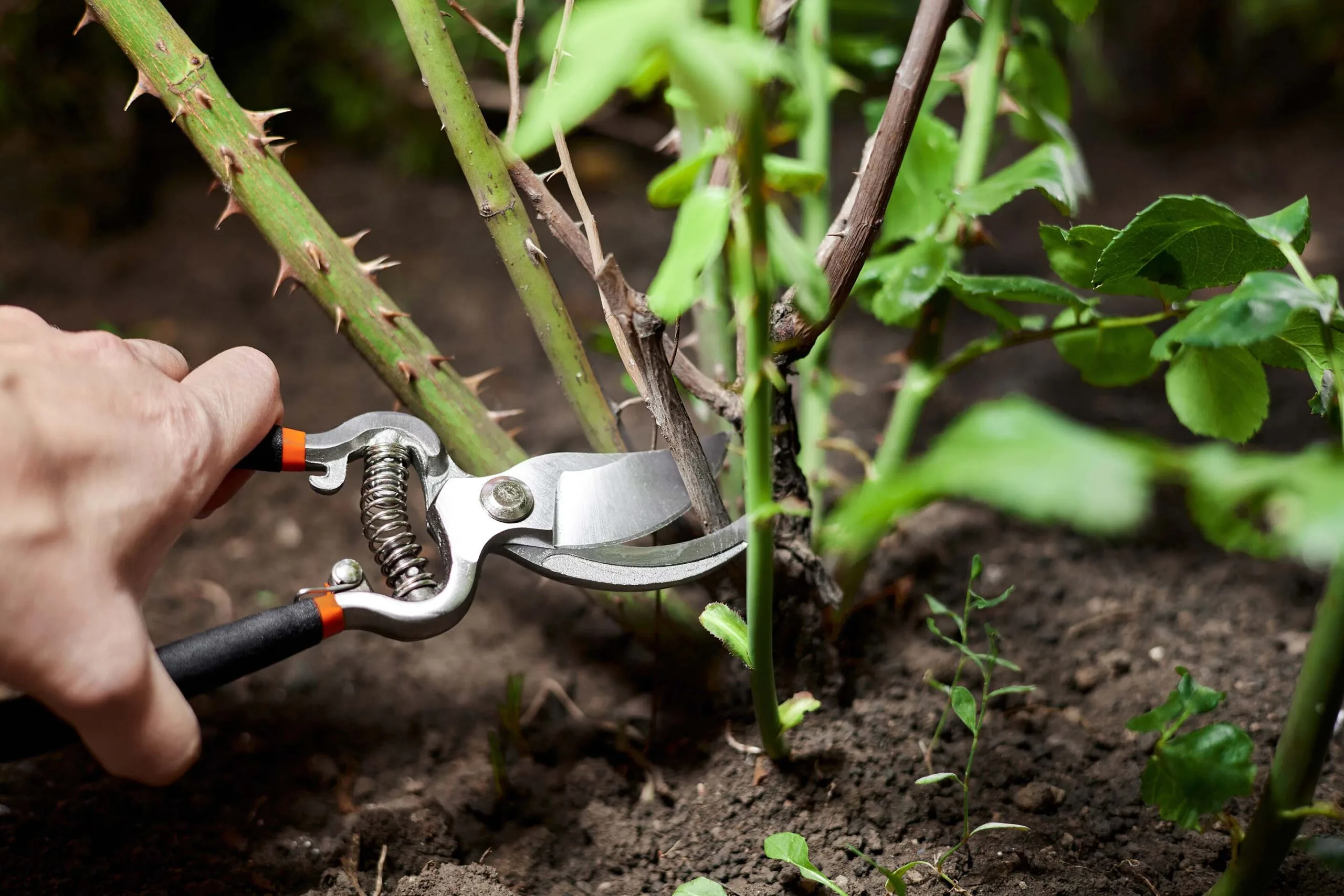 person using secateurs on the bottom of a rose plant the best time to plant roses and prune them