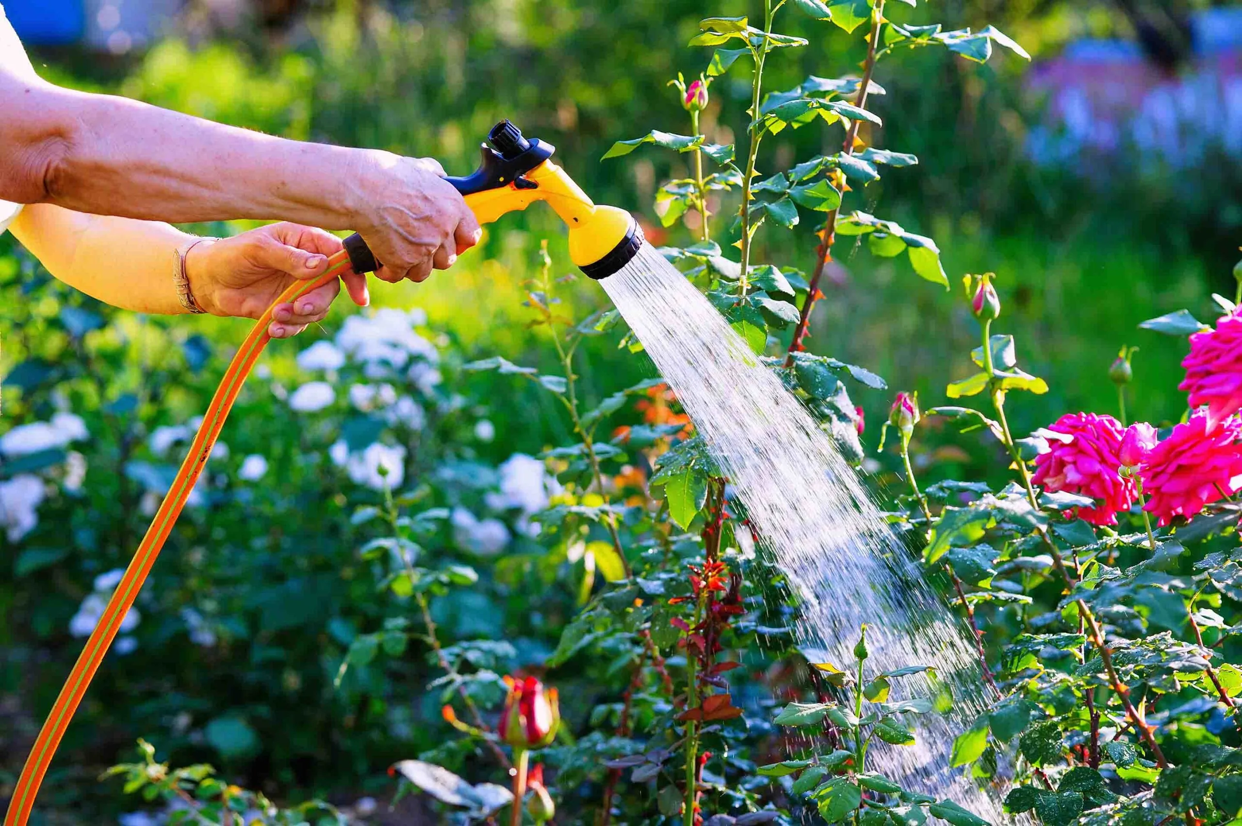 lady watering rose bush when is the right time to plant roses