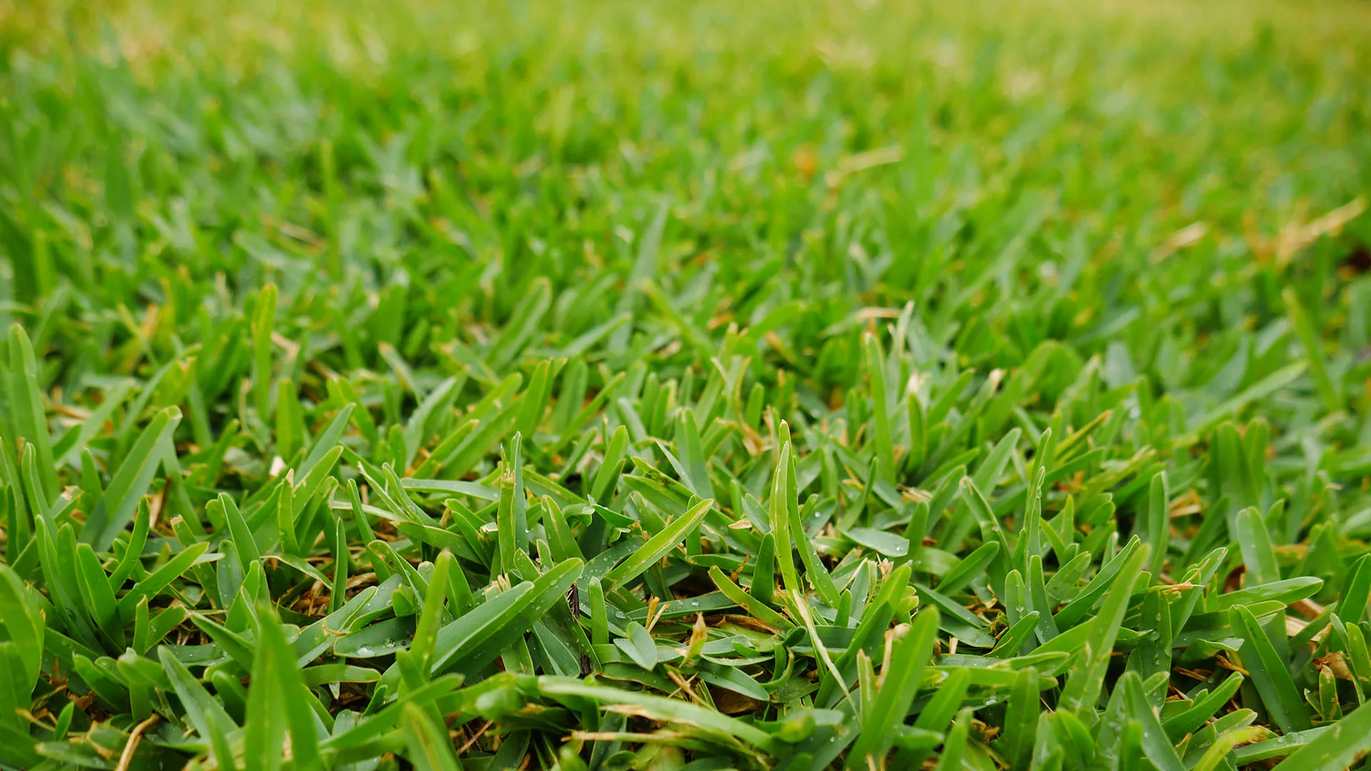 Sir Walter Buffalo Lush Green Lawn Grass texture close up