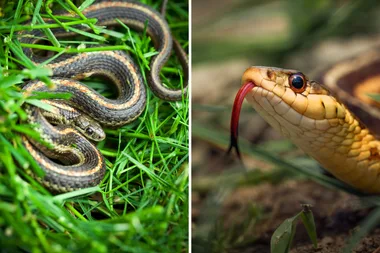 split screen of snakes in gardens one in green grass coiled the other with red tongue hissing up close