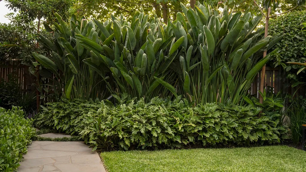 Tropical style garden with lush lawn that looks like Buffalo grass lawn