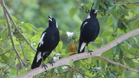 australian magpies on branch singing with mouths open