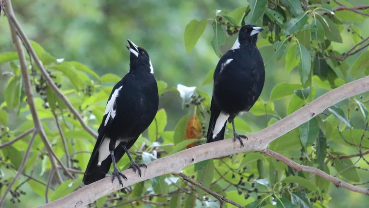 australian magpies on branch singing with mouths open