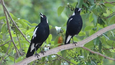 australian magpies on branch singing with mouths open