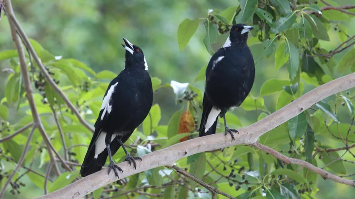 australian magpies on branch singing with mouths open