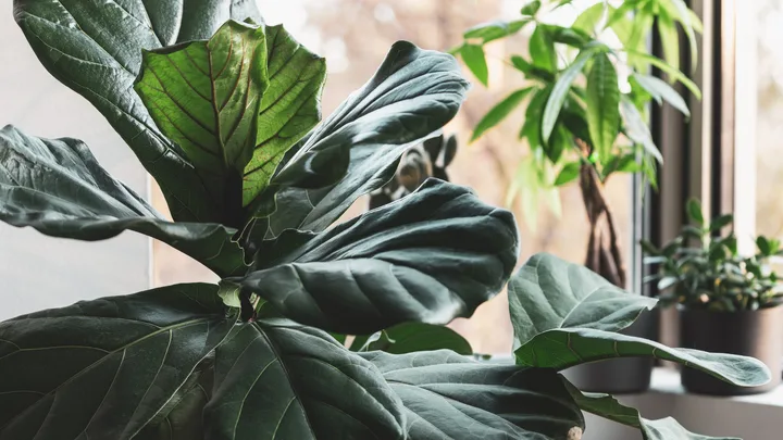 aroids houseplants sitting next to a window