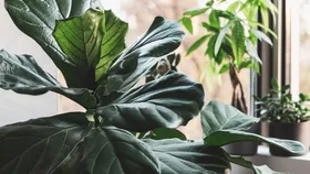 aroids houseplants sitting next to a window