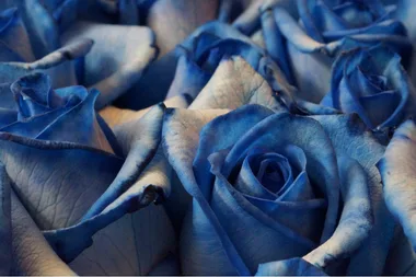 close up of blue roses with tinted or sprayed petals in bright blue colour