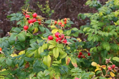 rosehips still on branch in small red bauble shapes