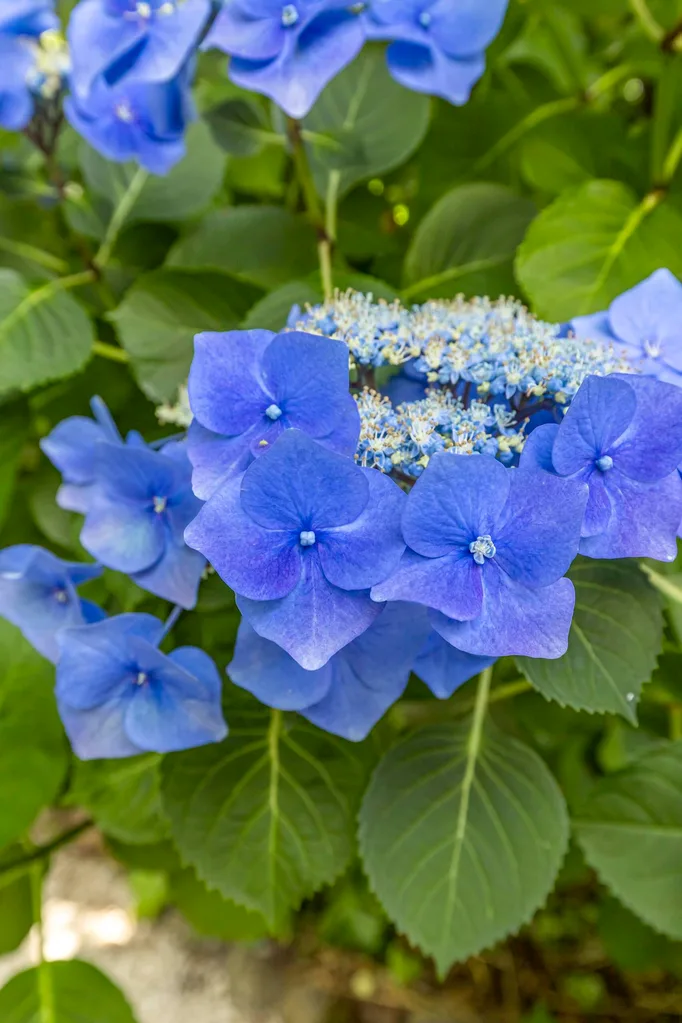 Australian Plants for Canberra Region Gardens and Other Cool Climate Areas main image 1