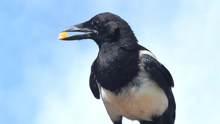Why do magpies sing to humans? The surprising science behind their songs