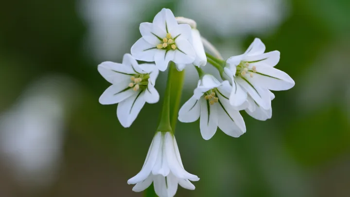 Close up of three cornered garlic (Allium triquetrum)