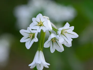 Close up of three cornered garlic (Allium triquetrum)