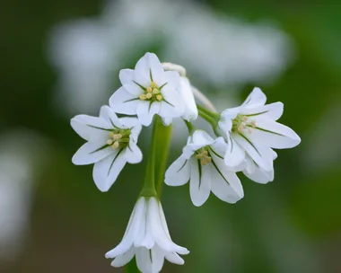 Close up of three cornered garlic (Allium triquetrum)